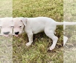 Small Photo #5 Dogo Argentino Puppy For Sale in SAN ANTONIO, TX, USA
