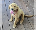Small #6 Golden Retriever