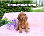 Image preview for Ad Listing. Nickname: Daisy