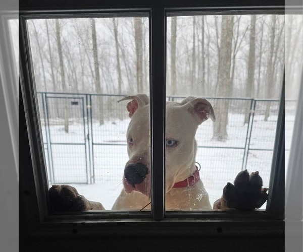 Medium Photo #2 American Bulldog-Unknown Mix Puppy For Sale in Blacksburg, SC, USA