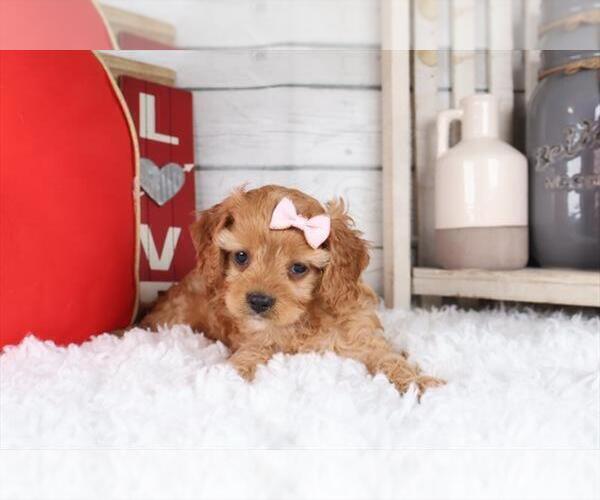 Medium Photo #5 Cavapoo (Miniature) Puppy For Sale in PEMBROKE PINES, FL, USA