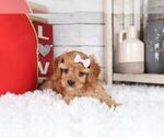 Puppy Cutie Cavapoo (Miniature)