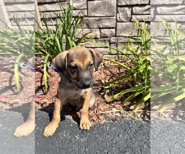 Medium Photo #1 Mutt Puppy For Sale in Sterling, MA, USA