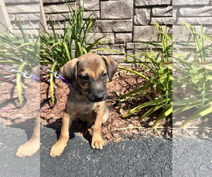 Mutt Dogs for adoption in Sterling, MA, USA