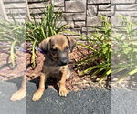 Small Mutt