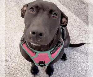 Labrador Retriever Dogs for adoption in Houston, TX, USA