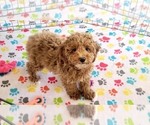 Small #10 Cock-A-Poo-Poodle (Miniature) Mix