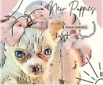 Small #1 Chihuahua