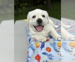 Small Photo #2 Labrador Retriever Puppy For Sale in MOUNT AIRY, MD, USA