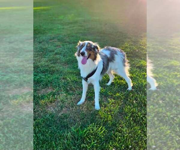 Medium Photo #1 Border Collie-Unknown Mix Puppy For Sale in Paso Robles, CA, USA
