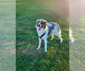 Border Collie-Unknown Mix Dogs for adoption in Paso Robles, CA, USA