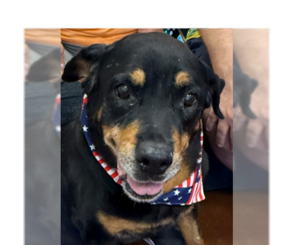 Medium Photo #11 Rottweiler Puppy For Sale in Gilbert, AZ, USA