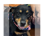 Small #10 Rottweiler