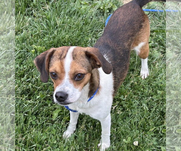 Medium Photo #1 Cheagle Puppy For Sale in Batavia, OH, USA