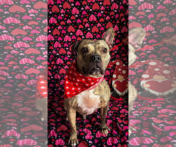 Medium Photo #4 Bulldog-Unknown Mix Puppy For Sale in Germantown, OH, USA