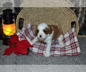 Medium Cavapoo (Miniature)