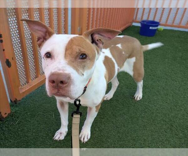 Medium Photo #2 Mutt Puppy For Sale in Las Vegas, NV, USA