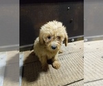 Small #8 Goldendoodle (Miniature)