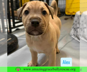 Black Mouth Cur-Unknown Mix Dogs for adoption in Pensacola, FL, USA