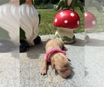 Image preview for Ad Listing. Nickname: AKC Golden Retr