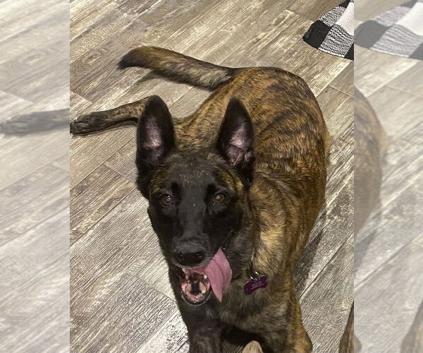 Medium Photo #9 - Mix Puppy For Sale in Imlay City, MI, USA