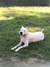 Father of the Dogo Argentino puppies born on 10/31/2018