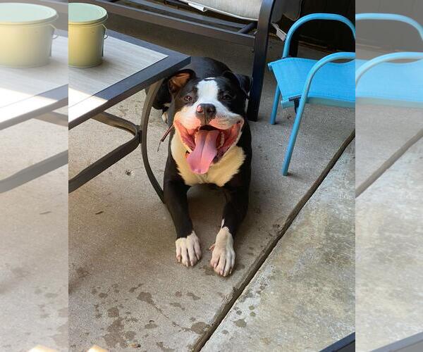 Medium Photo #1 Mutt Puppy For Sale in Rockwall, TX, USA