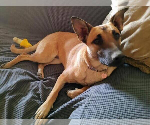 Medium Photo #4 Mutt Puppy For Sale in Imlay City, MI, USA