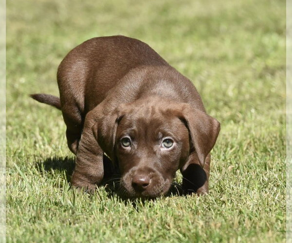 Medium Photo #4 Dachsador Puppy For Sale in Mechanicsburg, PA, USA