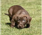 Small #3 Dachsador