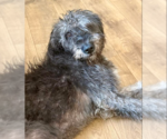 Small #1 Irish Wolfhound-Poodle (Standard) Mix