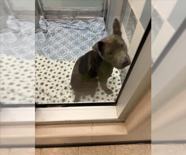 Medium Photo #1 American Pit Bull Terrier Puppy For Sale in Plano, TX, USA
