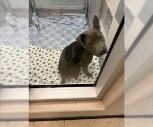 American Pit Bull Terrier Dogs for adoption in Plano, TX, USA