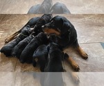 Small Photo #1 Rottweiler Puppy For Sale in SAN ANTONIO, TX, USA