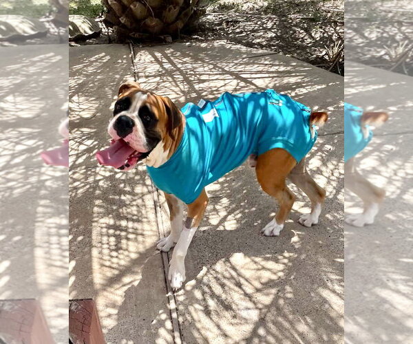 Medium Photo #1 Boxer Puppy For Sale in Dumont, NJ, USA