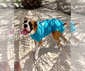 Boxer Dogs for adoption in Dumont, NJ, USA