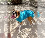 Small Boxer
