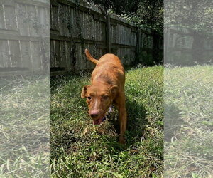 Journey - Female Mutt Dog for Adoption - Photo #2