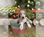 Small #2 Great Dane