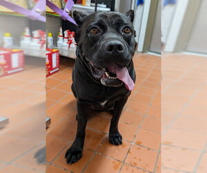 Mutt Dogs for adoption in Camarillo, CA, USA