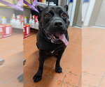 AKILA - Female Mutt Dog for Adoption - Small photo