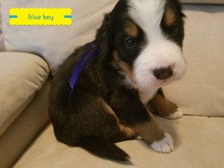 Bernese Mountain Dog Puppy for sale in SAINT PARIS, OH, USA