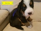 Small Photo #1 Bernese Mountain Dog Puppy For Sale in SAINT PARIS, OH, USA