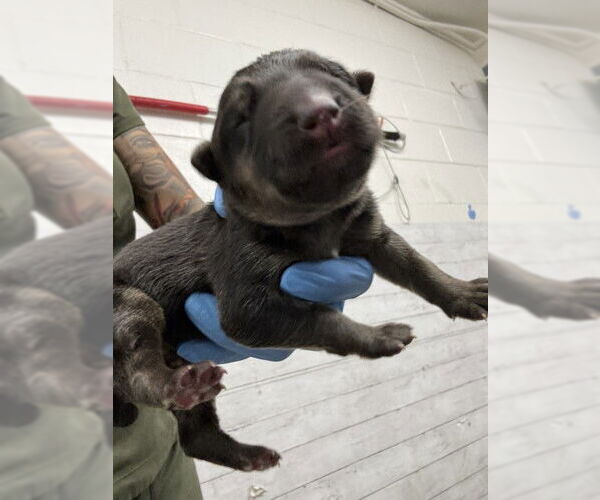 Medium Photo #1 German Shepherd Dog Puppy For Sale in San Bernardino, CA, USA