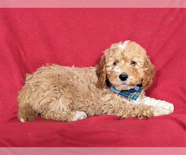 Medium Photo #5 Goldendoodle-Poodle (Miniature) Mix Puppy For Sale in LEOLA, PA, USA