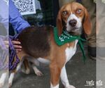 Ginger - Female Beagle-Unknown Mix Dog for Adoption - Small photo