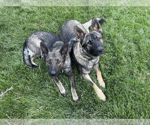 German Shepherd Dog Litter for sale in CENTERBURG, OH, USA
