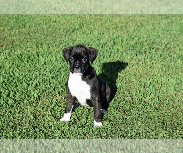 Medium Photo #11 Boxer Puppy For Sale in CHILHOWEE, MO, USA