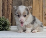 Small #2 Pembroke Welsh Corgi
