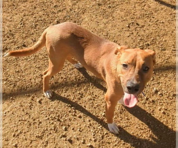 Medium Photo #1 Redbone Coonhound-Unknown Mix Puppy For Sale in Plano, TX, USA